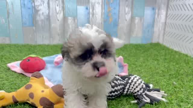 Adorable Havadoodle Poodle Mix Puppy