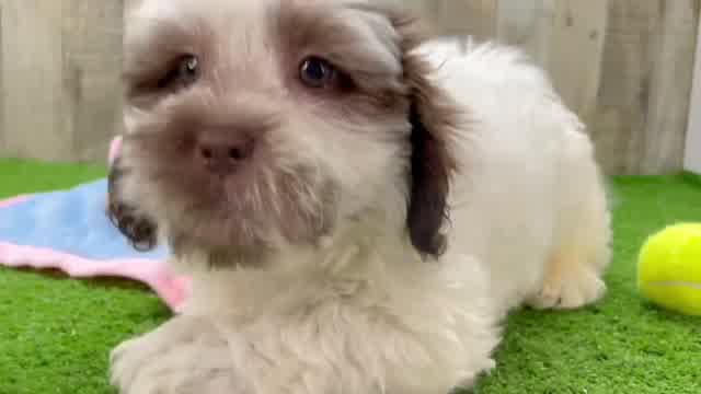 Petite Shih Poo Poodle Mix Pup