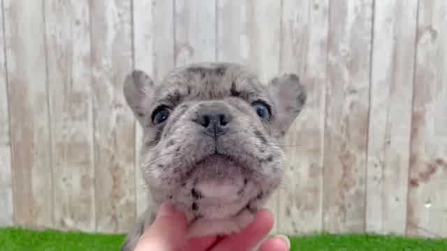 Popular French Bulldog Baby
