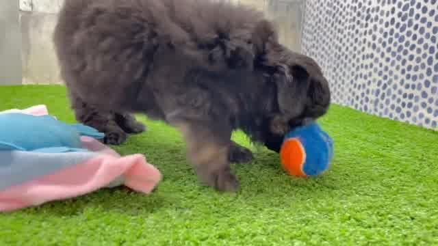 Adorable Mini Pomskydoodle Poodle Mix Puppy