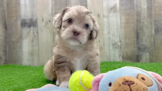 Shih Poo Pup Being Cute
