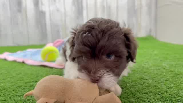 Cute Havadoodle Poodle Mix Puppy