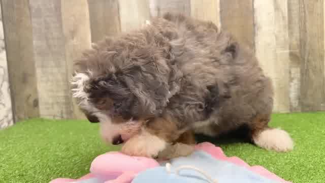 Energetic Bernadoodle Poodle Mix Puppy