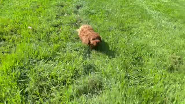 Meet Paprika - our Mini Goldendoodle Puppy Video - Premier Pups