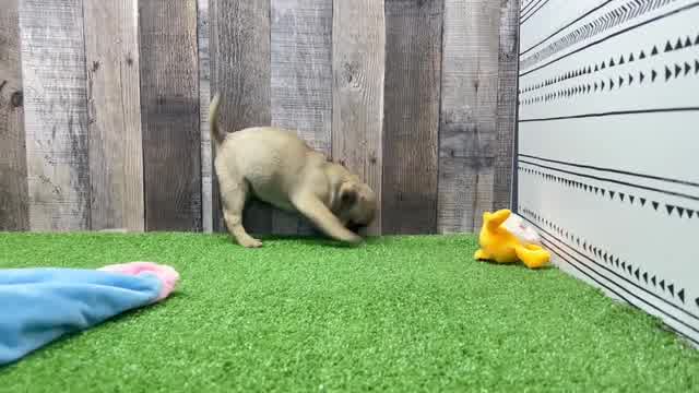 Pug Puppy for Adoption