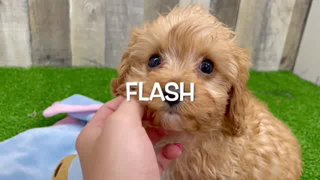 Funny Cavapoo Poodle Mix Pup