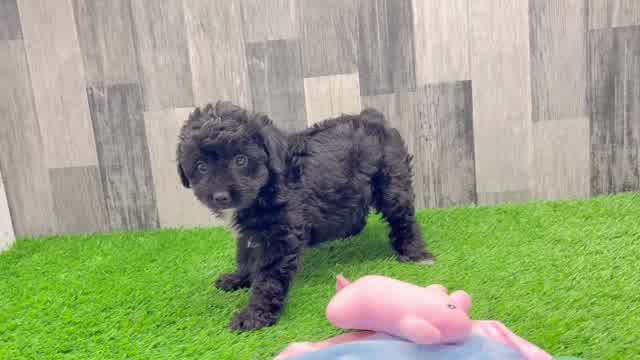 Smart Mini Aussiedoodle Poodle Mix Pup