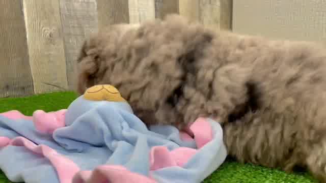 Little Bernadoodle Poodle Mix Puppy