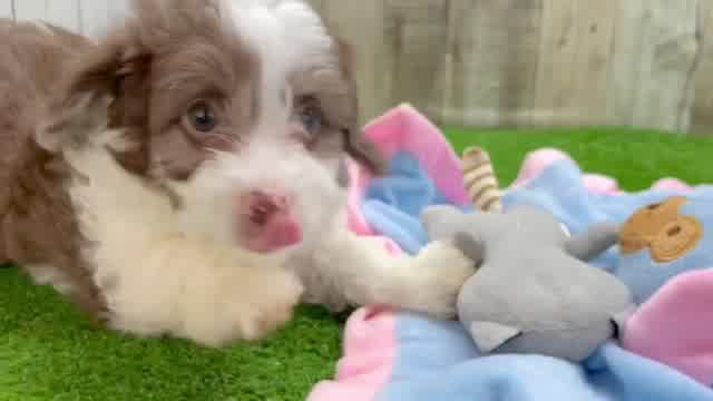 Playful Aussiepoo Poodle Mix Puppy