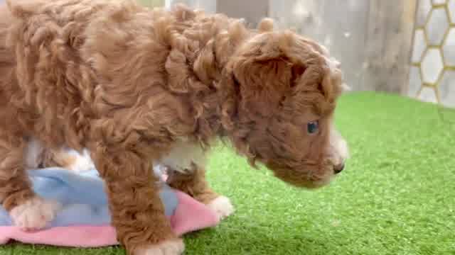 Energetic Pudle Purebred Puppy